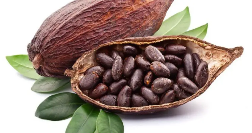 Cacao Tous Les Fruits