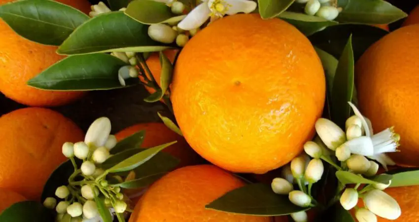  Orange  am re Tous Les Fruits